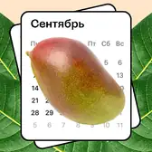 Колебания климата Земли изменили сезон манго