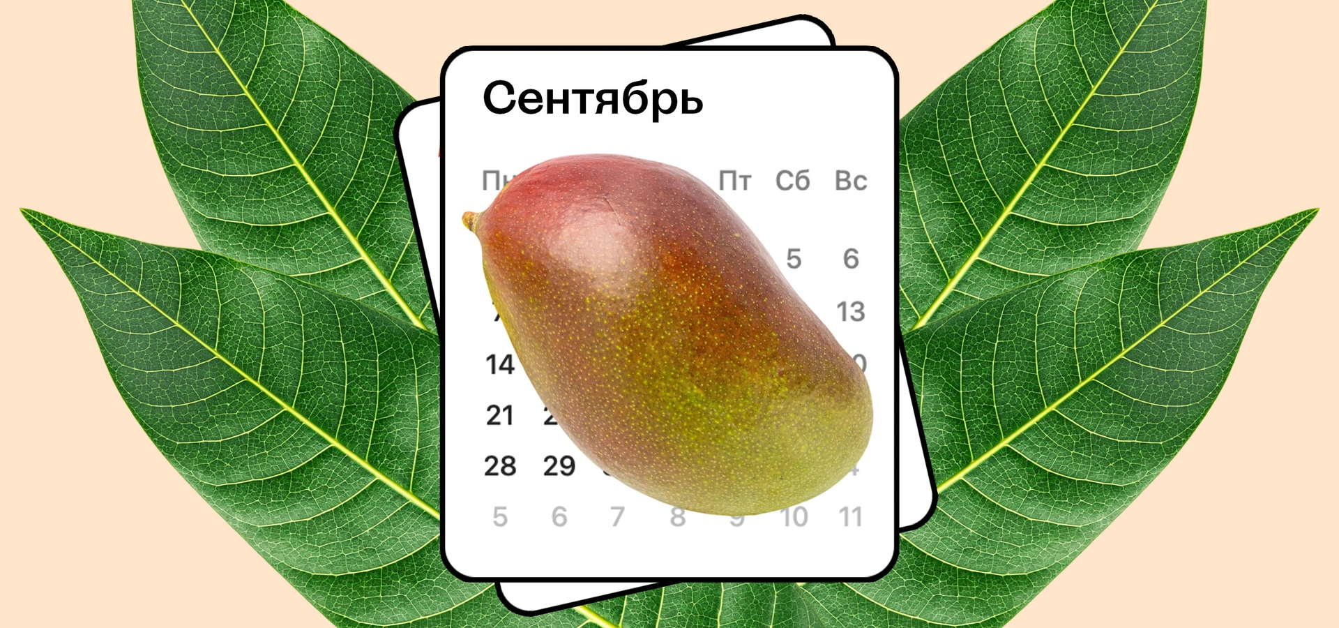 Колебания климата Земли изменили сезон манго