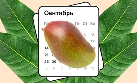 Колебания климата Земли изменили сезон манго