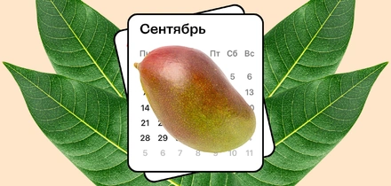 Колебания климата Земли изменили сезон манго
