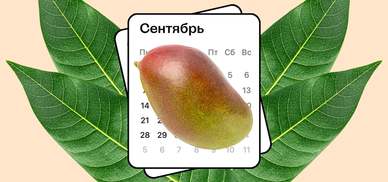 Колебания климата Земли изменили сезон манго