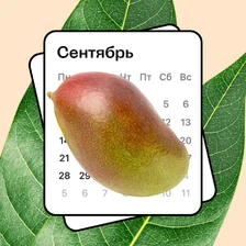 Колебания климата Земли изменили сезон манго