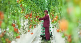 Пишет поставщик. Тепличная история