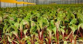 Пишет поставщик. Мало времени?! Добавьте свежей зелени