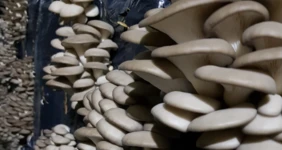 Говорит поставщик. Вешенки из «Грибоедова»