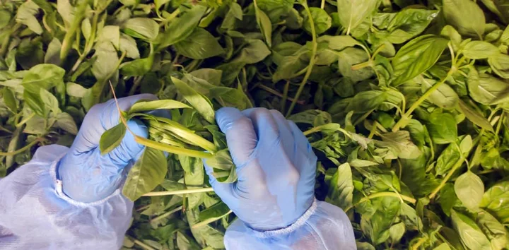 Пишет поставщик. Вегетарианские традиции