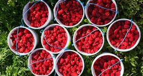 Корзины, полные малины