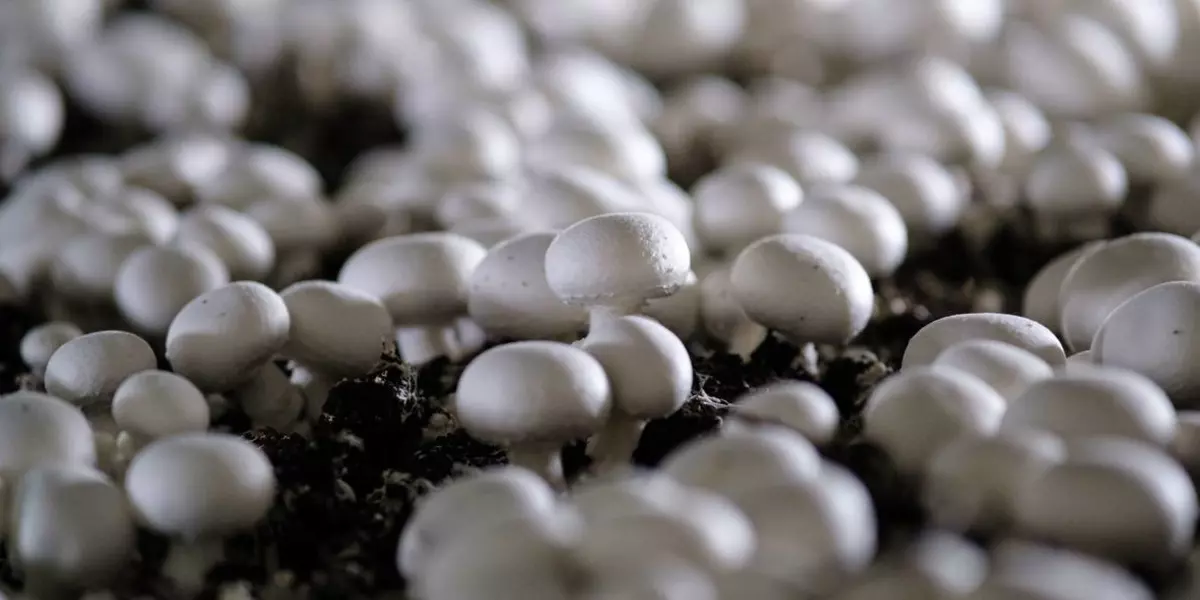 От мицелия до гриба: как выращивают шампиньоны