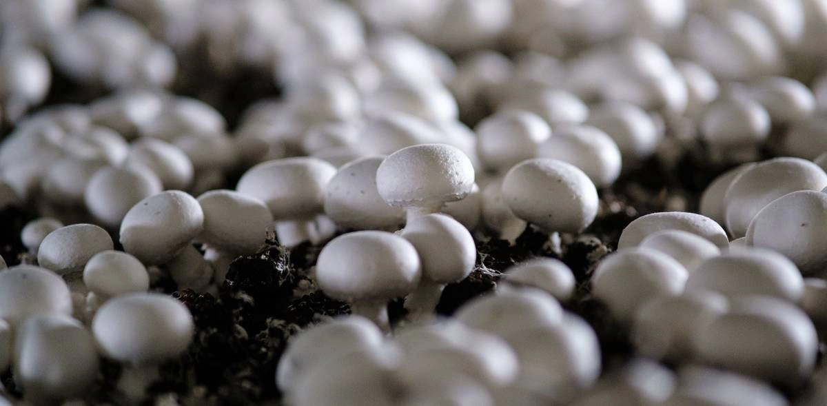 От мицелия до гриба: как выращивают шампиньоны