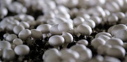 От мицелия до гриба: как выращивают шампиньоны