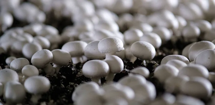 От мицелия до гриба: как выращивают шампиньоны