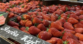 Как в Краснодарском крае выращивают клубнику для ВкусВилла