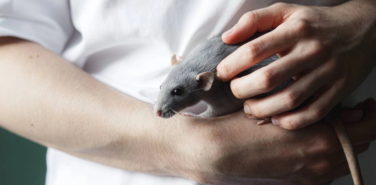 Этичная красота и отказ от тестов на животных: опыт Китая, России и Европы