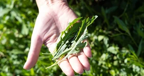 Зелень с привкусом гор: как выращивают руколу и шпинат для ВкусВилла