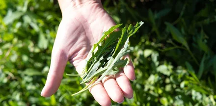 Зелень с привкусом гор: как выращивают руколу и шпинат для ВкусВилла