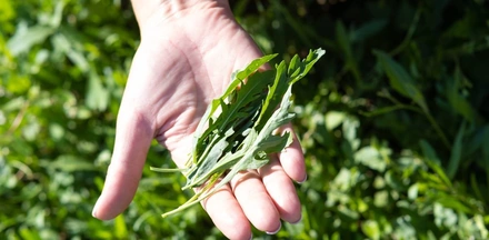 Зелень с&nbsp;привкусом гор: как выращивают руколу и&nbsp;шпинат для&nbsp;ВкусВилла