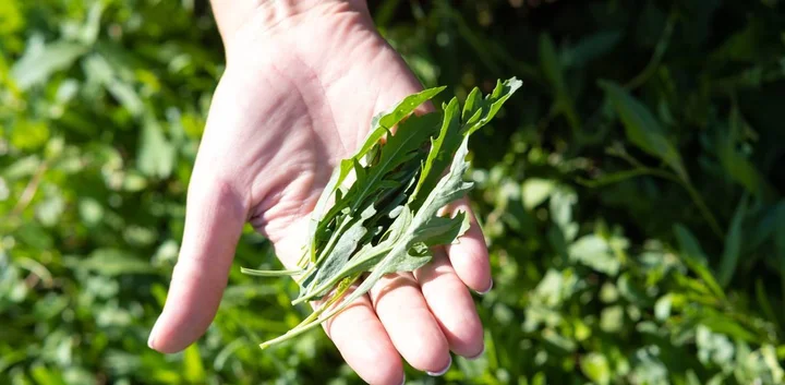 Зелень с привкусом гор: как выращивают руколу и шпинат для ВкусВилла