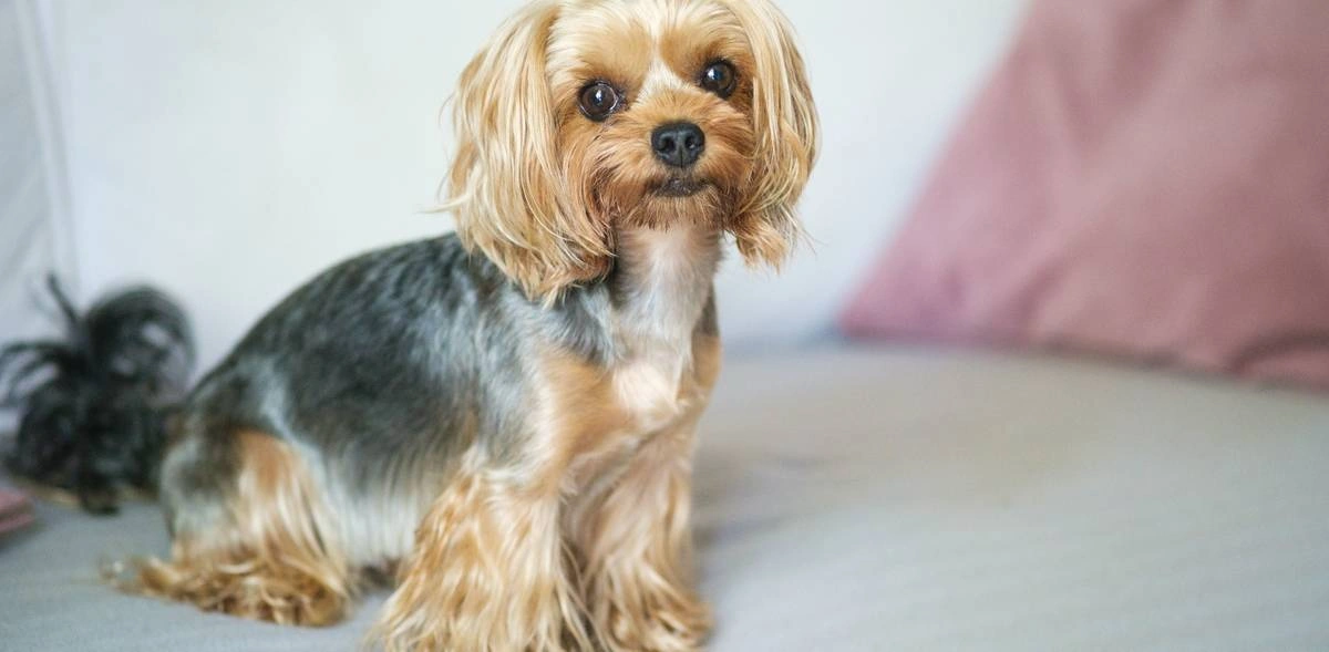 Топ-модель по-собачьи: истории животных с&nbsp;упаковок лакомств «ВкусВилл»