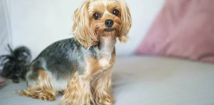 Топ-модель по-собачьи: истории животных с упаковок лакомств «ВкусВилл»