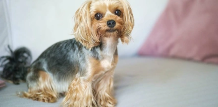 Топ-модель по-собачьи: истории животных с&nbsp;упаковок лакомств «ВкусВилл»