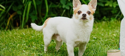 «Бетховен» во&nbsp;ВкусВилле: товары для&nbsp;животных и&nbsp;поддержка их владельцев  