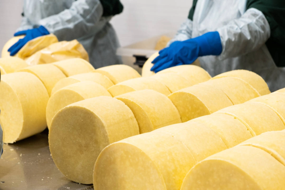 Экскурсия на крупнейший сыродельный комбинат Юга