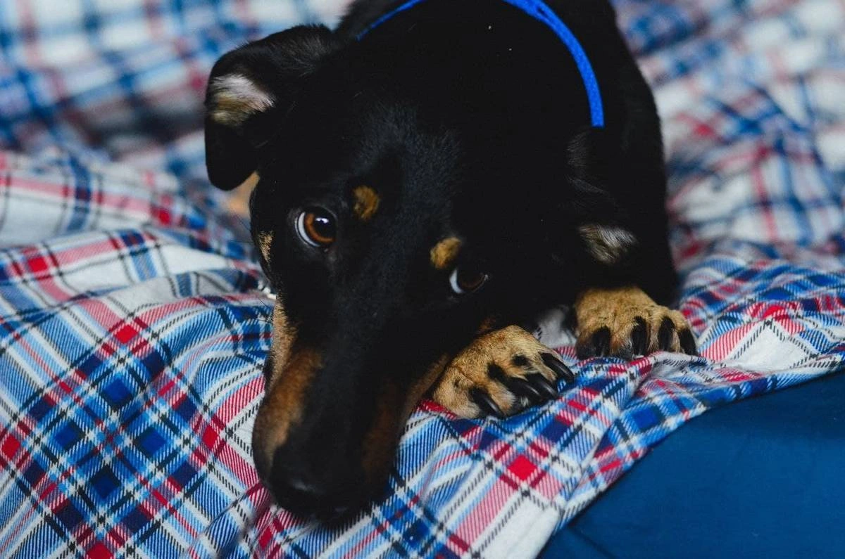 Истории животных с&nbsp;упаковок кормов ВкусВилл. Часть 2