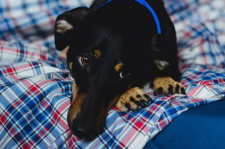 Истории животных с&nbsp;упаковок кормов ВкусВилл. Часть 2