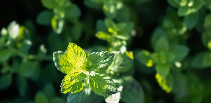 Со вкусом лета: экскурсия на&nbsp;производство чая ВкусВилл