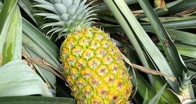 Какой ананас вкусный: выбираем сладкий фрукт