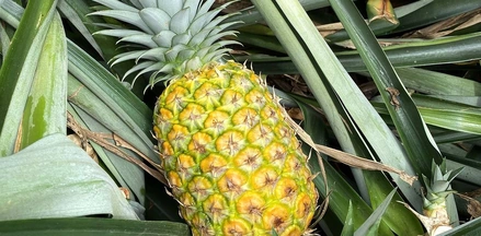 Какой ананас вкусный: выбираем сладкий фрукт