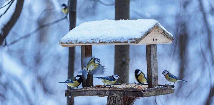 Дом там, где забота: делаем полезные кормушки для птиц