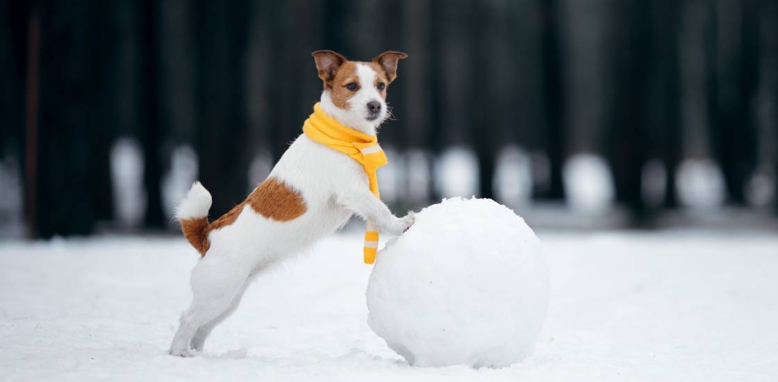 Особенности зимних прогулок с собакой: советы и рекомендации [Собаки Dogs]