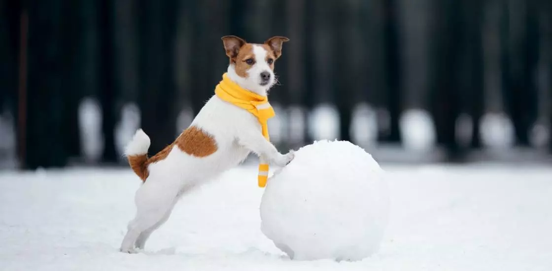 С собакой на прогулку: зимние советы от ветеринаров