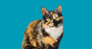 Ты мне веган или нет? Новый выпуск подкаста о жизни без мяса и меха