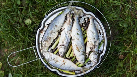 Рыба на мангале: какую выбрать, как замариновать и 6 рецептов для гриля