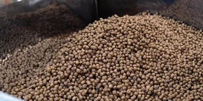 После экструдера шарики поступают в барабан на глазировку и подаются на сушку в печку