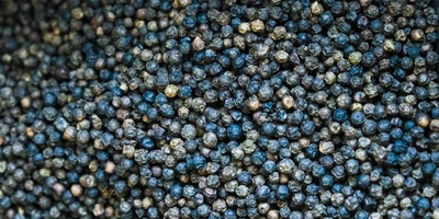 Перечное растение piper nigrum представляет собой древовидную лиану высотой до&nbsp;15 метров. Имеет воздушные корни, листья с&nbsp;заострёнными кончиками. Плодоносит растение дважды в&nbsp;год на&nbsp;протяжении 25–30 лет