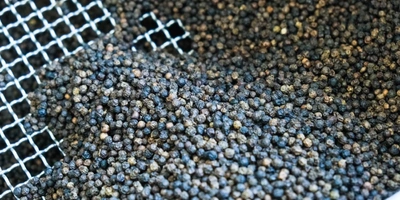 Правильно высушенный чёрный перец не должен «седеть» при&nbsp;хранении. Появление серого оттенка на&nbsp;горошинах означает порчу перца, полную или частичную утрату им целебных и&nbsp;ароматических свойств