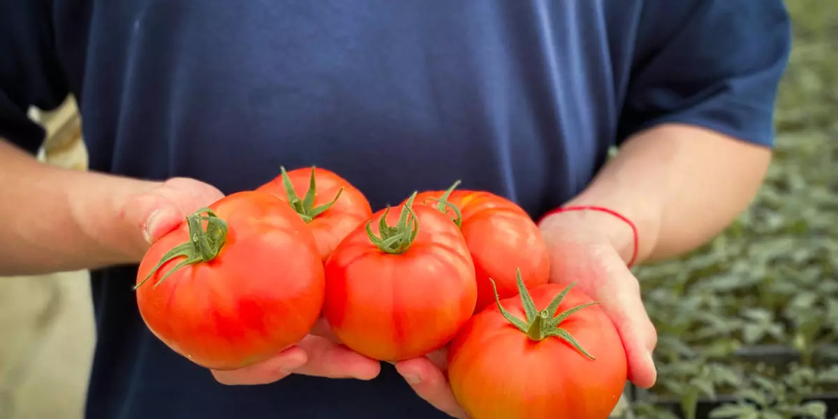 Розовый томат: как выращивают помидоры в Дагестане