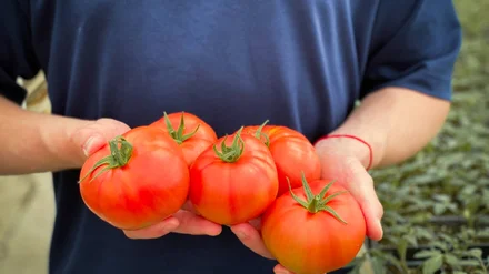 Розовый томат: как выращивают помидоры в Дагестане