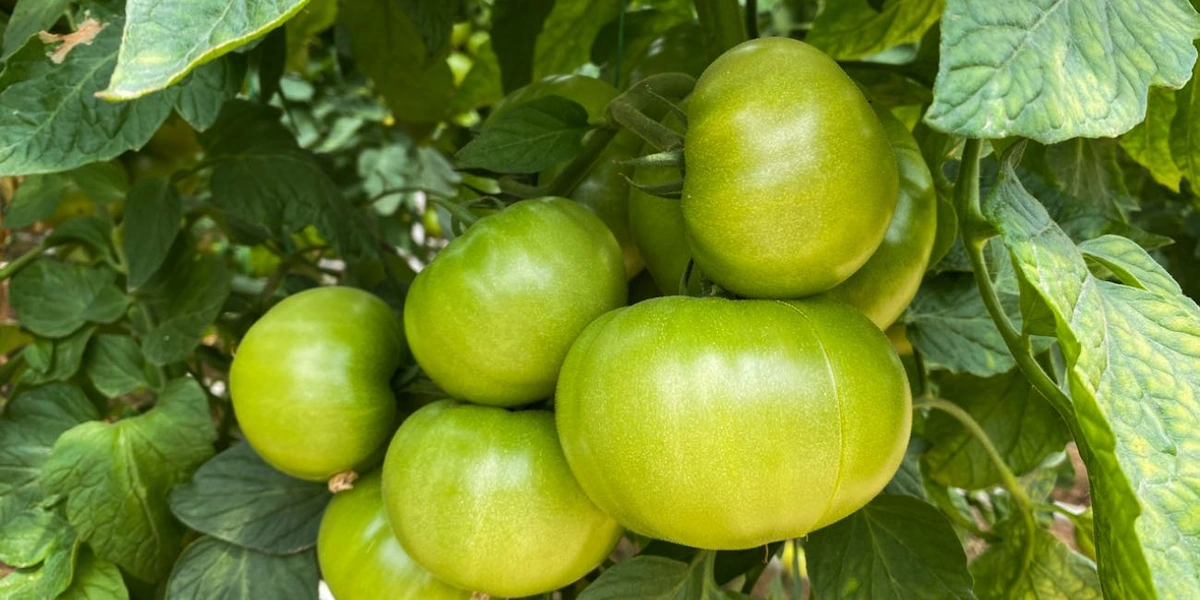 Летом в&nbsp;землю высаживают месячные кусты рассады, зимой — более окрепшие, трёхмесячные. Развитие куста летом идёт почти в&nbsp;два раза быстрее благодаря&nbsp;длине светового дня