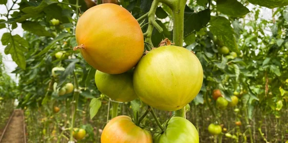 Общая площадь теплиц — 8 гектаров, ежегодно они дают около 2 тысяч тонн урожая 