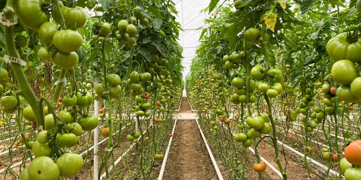 В холодное время года теплицы отапливаются с&nbsp;помощью системы труб, проложенных у основания кустов