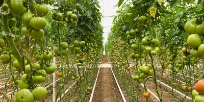 В холодное время года теплицы отапливаются с помощью системы труб, проложенных у основания кустов