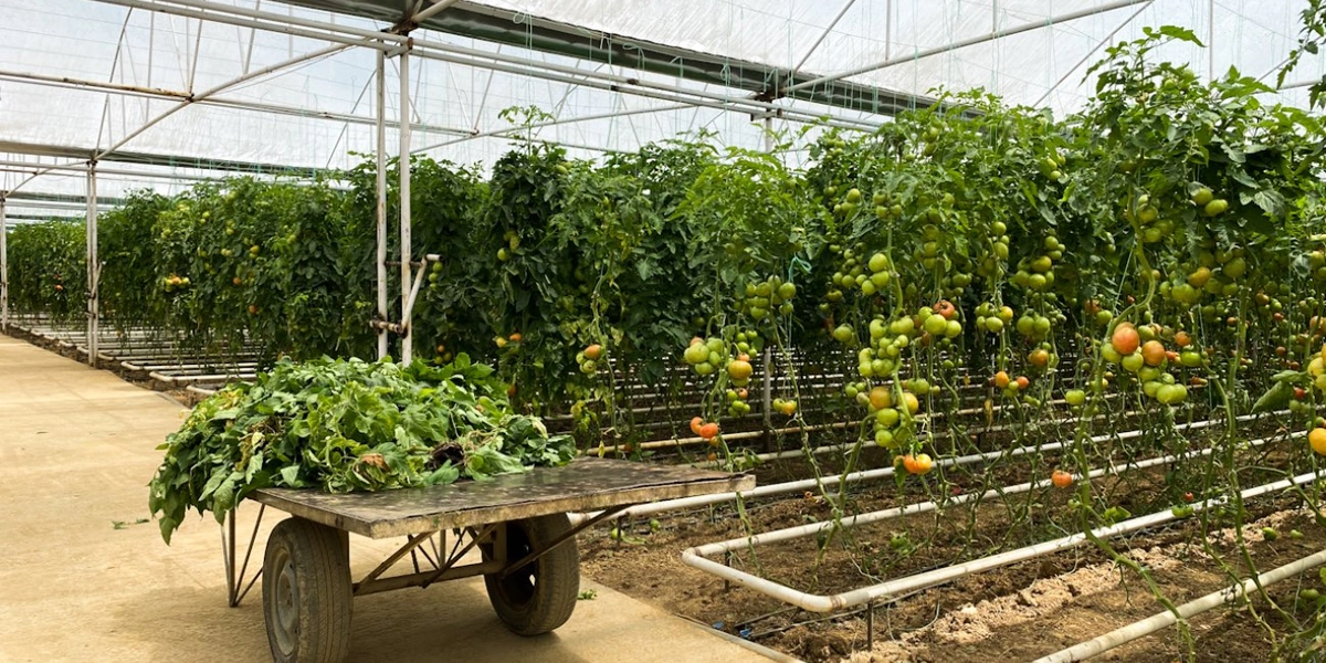 Листву с&nbsp;кустов срезают, когда формирование плода завершено. Это способствует проникновению солнечного света и&nbsp;созреванию плода