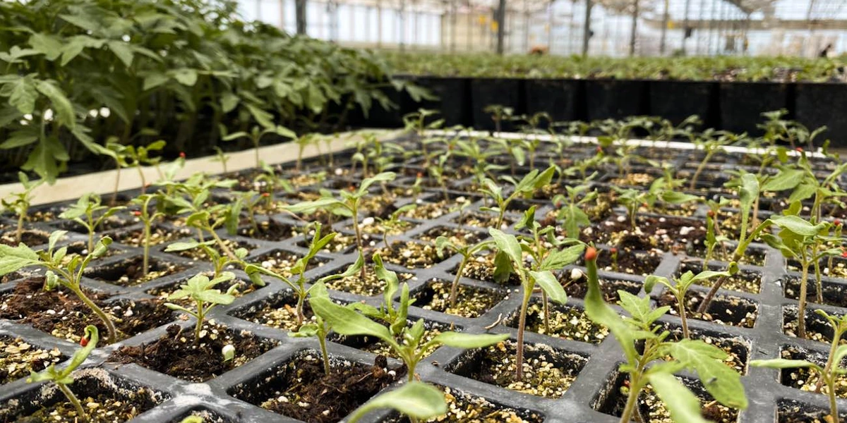 Рассаду для&nbsp;томатов выращивают в&nbsp;питомнике, расположенном в&nbsp;10 минутах езды от&nbsp;теплиц. Здесь используют семена томатов голландской селекции, отличающиеся качеством, высокой урожайностью и&nbsp;устойчивостью к&nbsp;болезням