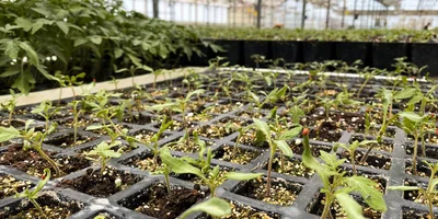 Рассаду для томатов выращивают в питомнике, расположенном в 10 минутах езды от теплиц. Здесь используют семена томатов голландской селекции, отличающиеся качеством, высокой урожайностью и устойчивостью к болезням