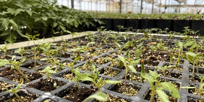 Рассаду для&nbsp;томатов выращивают в&nbsp;питомнике, расположенном в&nbsp;10 минутах езды от&nbsp;теплиц. Здесь используют семена томатов голландской селекции, отличающиеся качеством, высокой урожайностью и&nbsp;устойчивостью к&nbsp;болезням