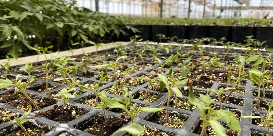 Рассаду для томатов выращивают в питомнике, расположенном в 10 минутах езды от теплиц. Здесь используют семена томатов голландской селекции, отличающиеся качеством, высокой урожайностью и устойчивостью к болезням